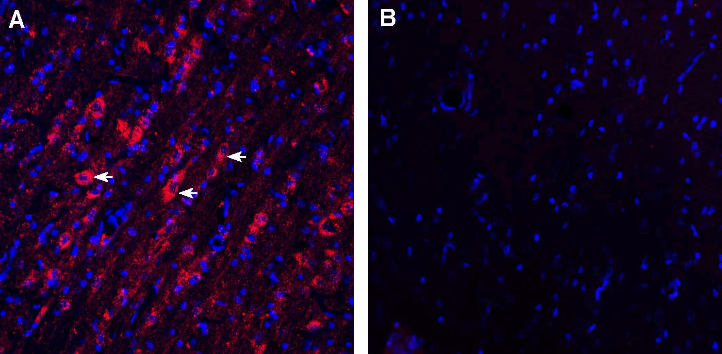 Guinea Pig Anti-Vasopressin V<sub>1A</sub> Receptor (AVPR1A) Antibody