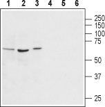 Anti-Vasopressin V<sub>1A</sub> Receptor (AVPR1A) Antibody - Carrier Free