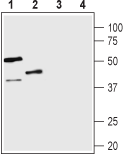 Anti-Vasopressin V<sub>1B</sub> Receptor (AVPR1B) Antibody