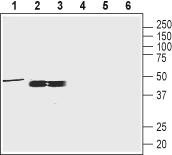 Oxytocin Receptor Blocking Peptide