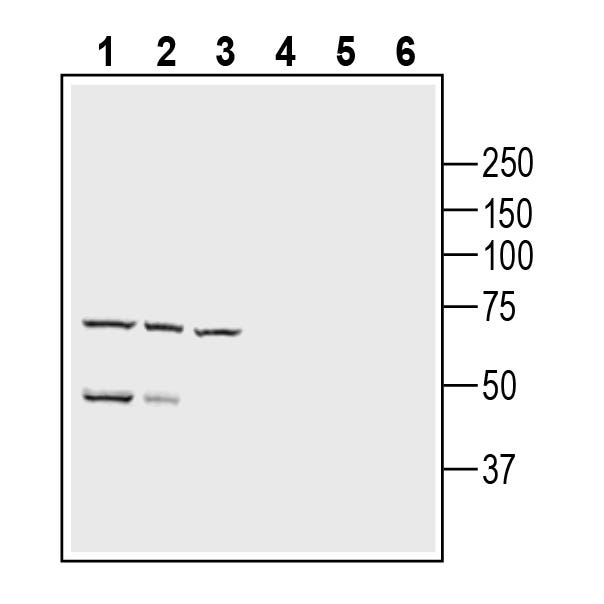 Oxytocin Receptor (extracellular) Blocking Peptide
