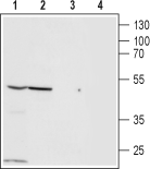 Human ZACN (extracellular) Blocking Peptide
