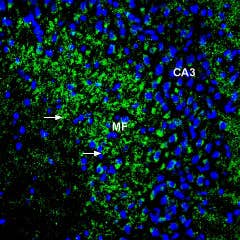 Anti-ZIP1 (SLC39A1) (extracellular) Antibody