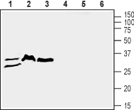ZIP3/SLC39A3 Blocking Peptide