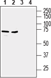 ZIP6/SLC39A6 (extracellular) Blocking Peptide
