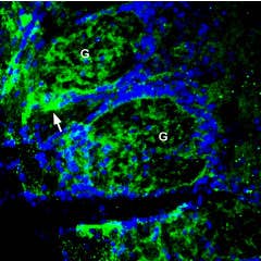 Anti-ZnT1 (SLC30A1) Antibody