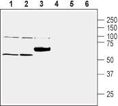 ZnT1/SLC30A1 Blocking Peptide