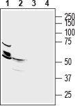 Anti-ZnT2 (SLC30A2) Antibody