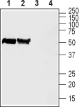 ZnT3/SLC30A3 Blocking Peptide
