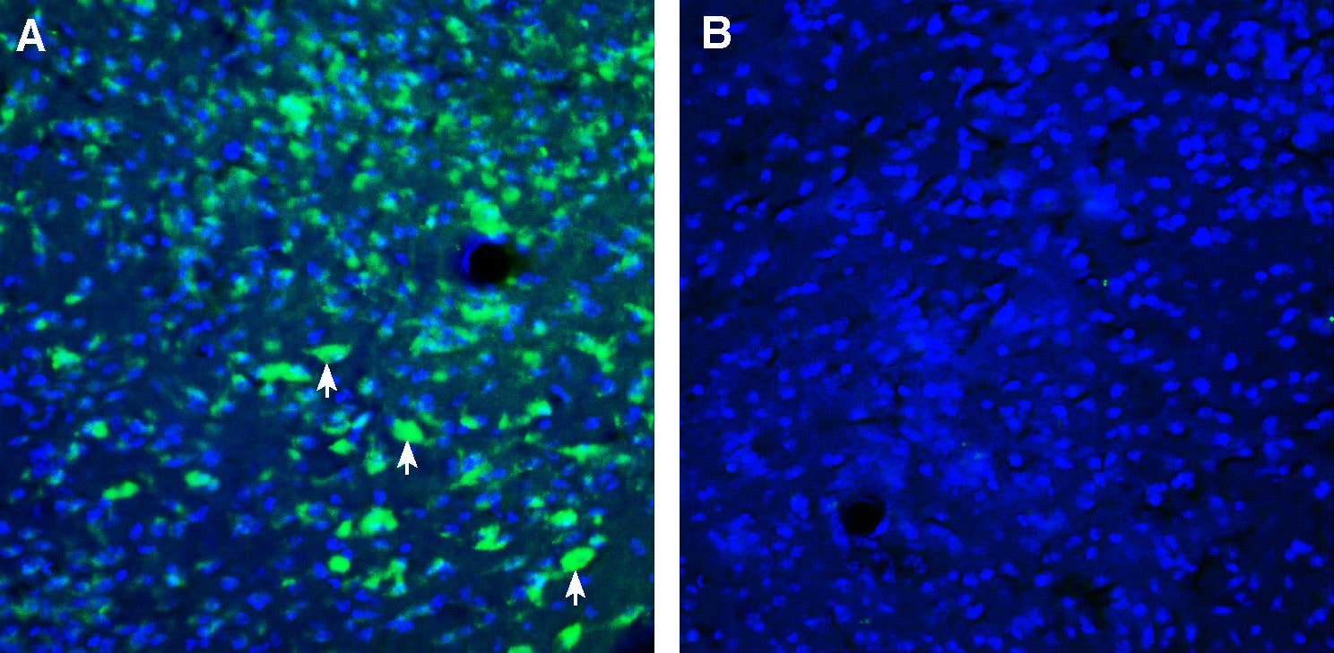 Anti-ZnT4 (SLC30A4) Antibody