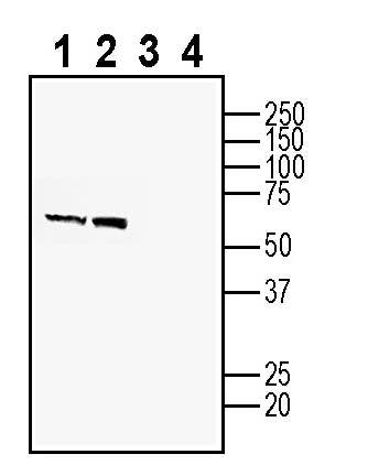 ZnT4 (SLC30A4) Blocking Peptide