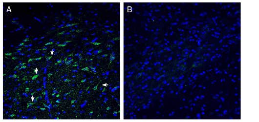 Anti-ZnT10 (SLC30A10) Antibody