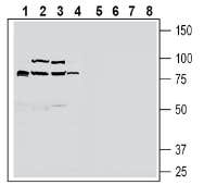 ZnT10 (SLC30A10) Blocking Peptide