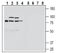 ZnT10 (SLC30A10) Blocking Peptide