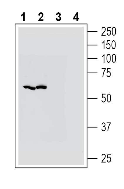 ZIP14 (SLC39A14) Blocking Peptide