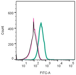 α-Bungarotoxin-ATTO Fluor-488