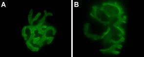 α-Bungarotoxin-ATTO Fluor-488