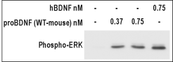Recombinant mouse proBDNF protein