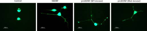Recombinant mouse proBDNF (cleavage resistant) protein
