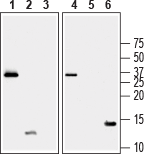 Recombinant human BDNF proDomain protein
