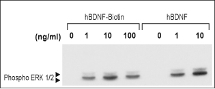 human BDNF-Biotin