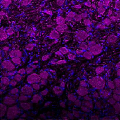 human BDNF-ATTO Fluor-647N