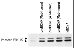 Recombinant human proBDNF (cleavage resistant) protein