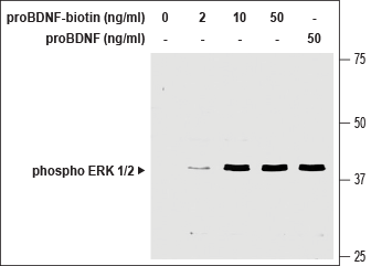 human proBDNF-Biotin