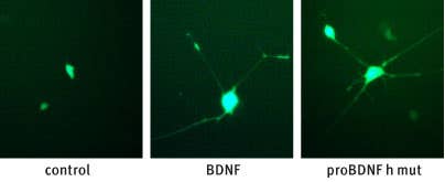 Recombinant human proBDNF (cleavage resistant) protein