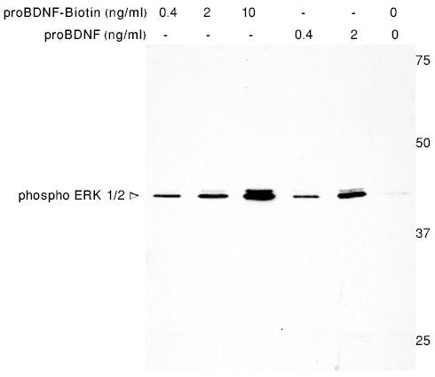 human proBDNF-Biotin