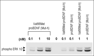 Recombinant human Val66Met proBDNF (cleavage resistant) protein