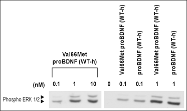 Recombinant human Val66Met proBDNF protein