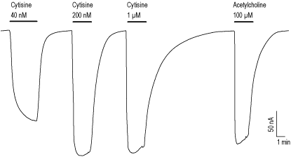 (-)-Cytisine