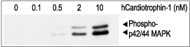 Recombinant human Cardiotrophin-1 protein