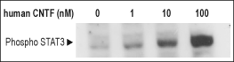 Recombinant human CNTF protein