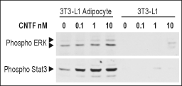 Recombinant rat CNTF protein