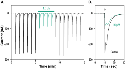 α-Conotoxin ImI-ATTO Fluor-590