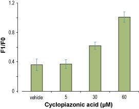 Cyclopiazonic Acid