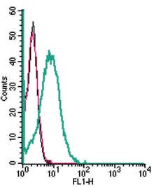 Anti-SLC28A3/CNT3 (extracellular) Antibody