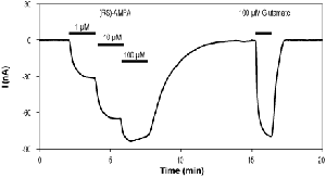 (RS)-AMPA