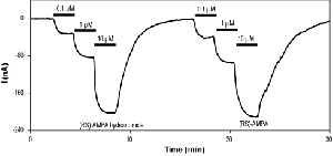 (RS)-AMPA hydrobromide