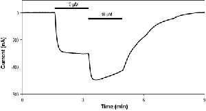 (S)-AMPA