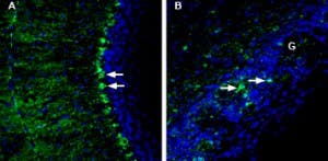 Anti-LRRC8A (extracellular) Antibody