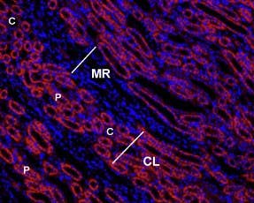 Anti-Angiotensin II Receptor Type-1 (extracellular)-ATTO Fluor-550 Antibody
