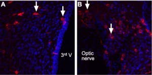 Anti-Angiotensin II Receptor Type-2 (extracellular) Antibody