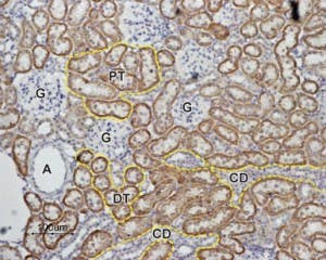 Anti-Angiotensin-(1-7) Mas Receptor Antibody