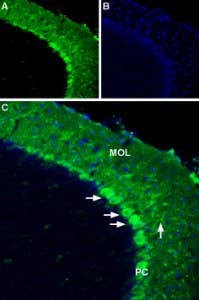 Anti-Apelin/APJ Receptor (extracellular) Antibody