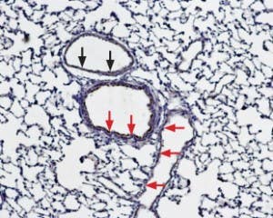 Anti-Bestrophin-1 (extracellular) Antibody