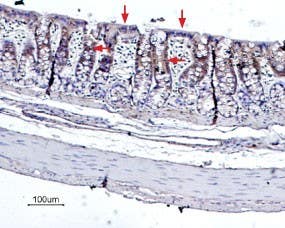 Anti-Bestrophin-2 (extracellular) Antibody