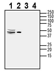 Anti-ACVRL1 (extracellular) Antibody